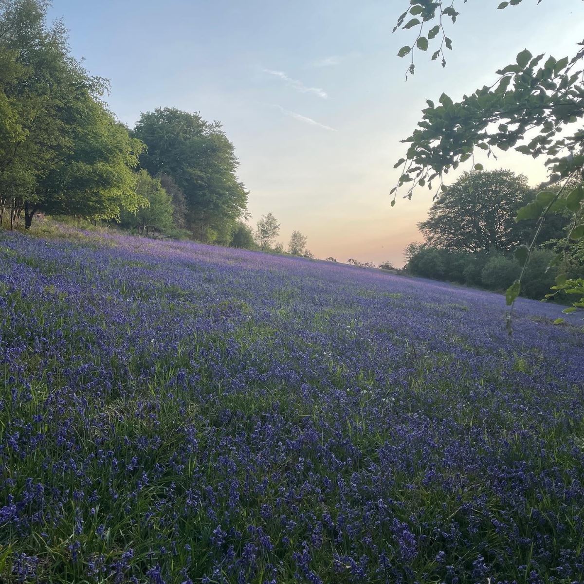 @thes_b Bluebells Wentwood